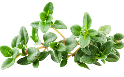 White Thyme Essential Oil 10% in DPG
